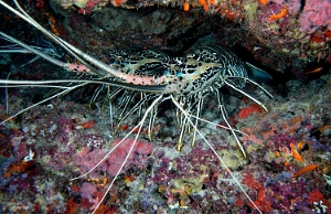 Maldives 2021 - Langouste peinte - Painted rock lobster - Panulirus versicolor - DSC00690_rc